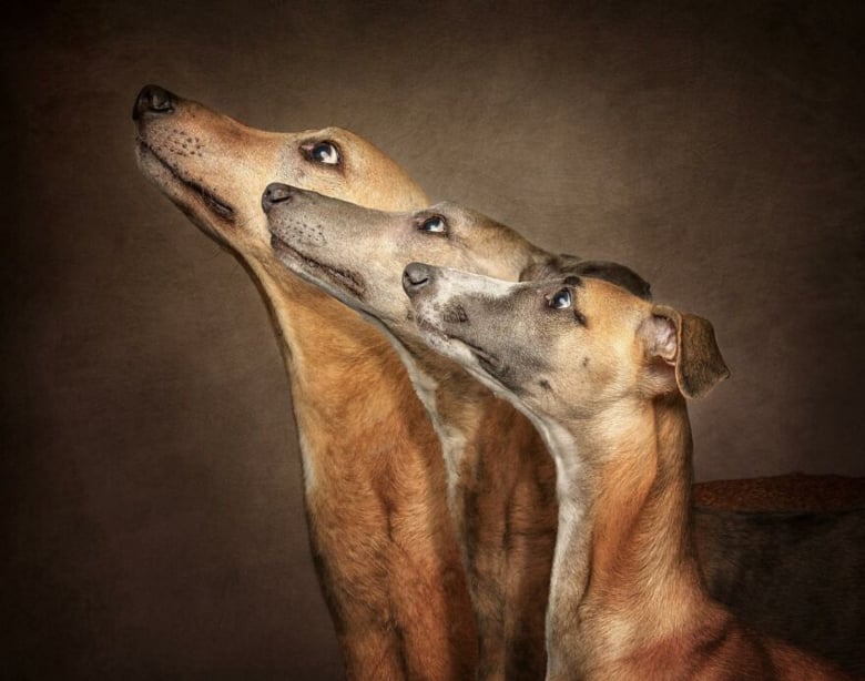 Illustration de l'article : 18 photos célébrant la beauté canine, présentées lors d’un concours de photographie d’exception
