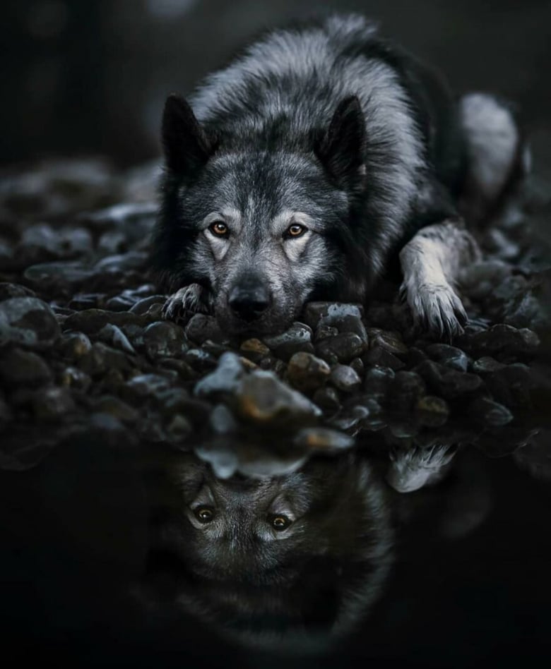 Illustration de l'article : 18 photos célébrant la beauté canine, présentées lors d’un concours de photographie d’exception