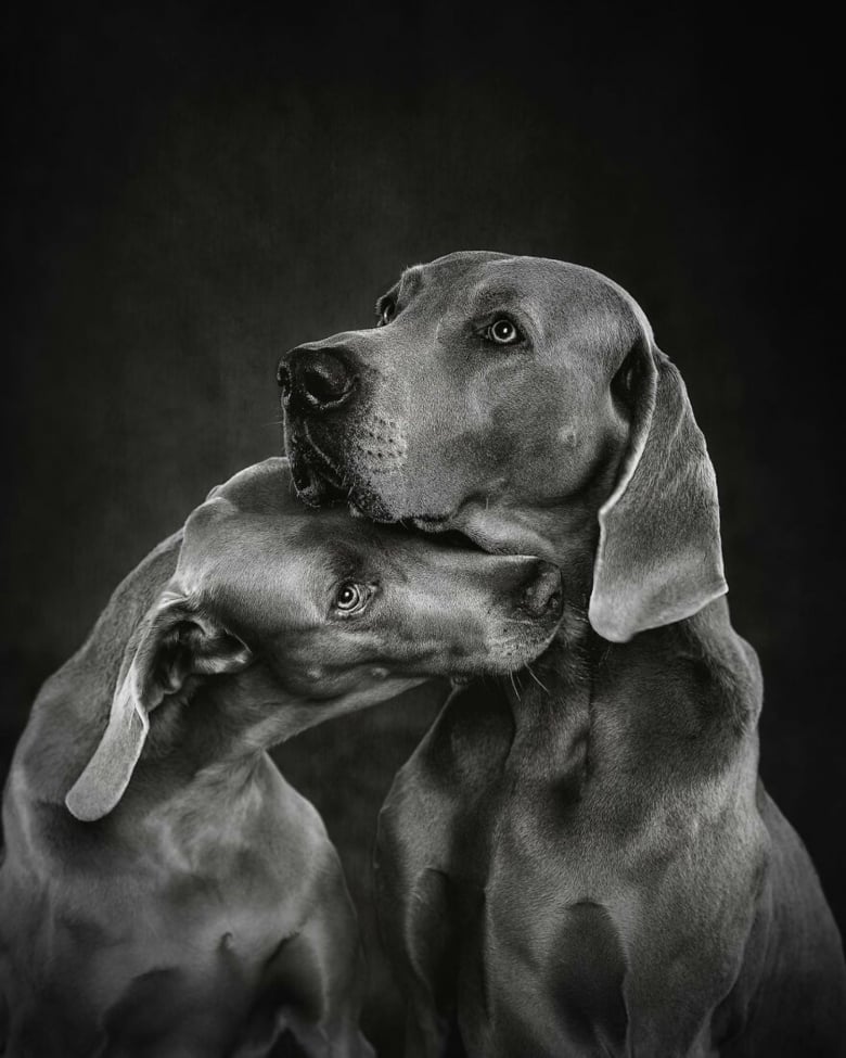 Illustration de l'article : 18 photos célébrant la beauté canine, présentées lors d’un concours de photographie d’exception