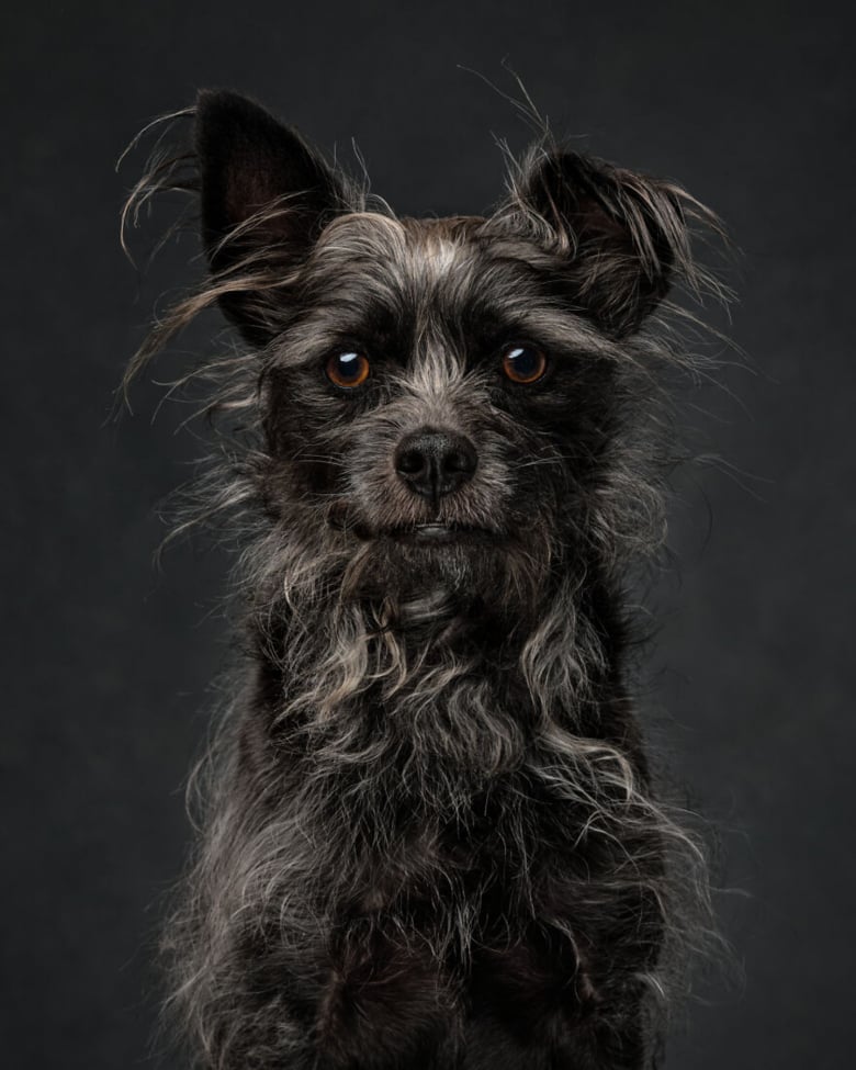 Illustration de l'article : 18 photos célébrant la beauté canine, présentées lors d’un concours de photographie d’exception