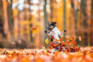 Illustration de l'article : 18 clichés canins d'exception présentés lors d'un concours photo et célébrant la beauté du chien