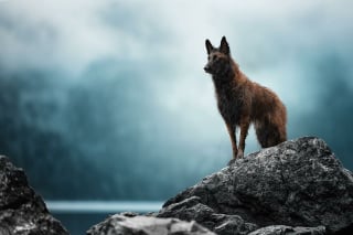 Illustration de l'article : 18 clichés canins d'exception présentés lors d'un concours photo et célébrant la beauté du chien