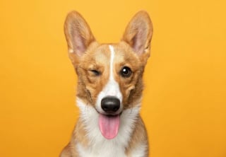 Illustration de l'article : 18 clichés canins d'exception présentés lors d'un concours photo et célébrant la beauté du chien
