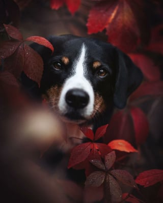 Illustration de l'article : 18 clichés canins d'exception présentés lors d'un concours photo et célébrant la beauté du chien