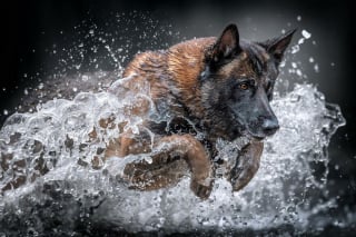 Illustration de l'article : 18 clichés canins d'exception présentés lors d'un concours photo et célébrant la beauté du chien