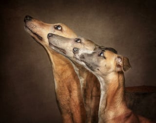 Illustration de l'article : 18 clichés canins d'exception présentés lors d'un concours photo et célébrant la beauté du chien