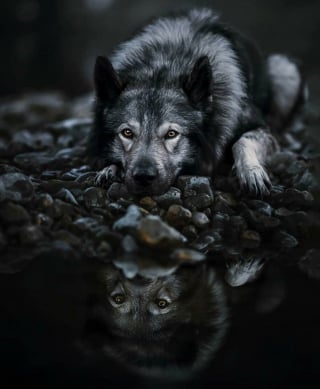 Illustration de l'article : 18 clichés canins d'exception présentés lors d'un concours photo et célébrant la beauté du chien