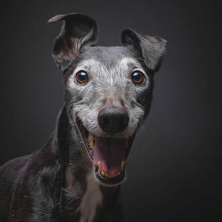 Illustration de l'article : 18 clichés canins d'exception présentés lors d'un concours photo et célébrant la beauté du chien