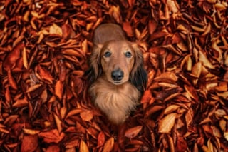 Illustration de l'article : 18 clichés canins d'exception présentés lors d'un concours photo et célébrant la beauté du chien