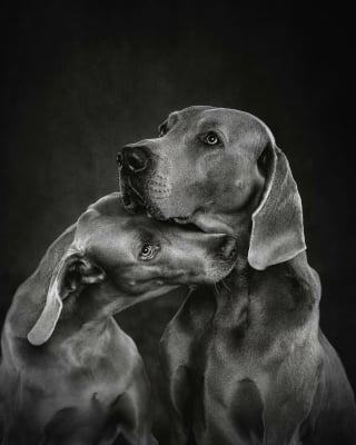 Illustration de l'article : 18 clichés canins d'exception présentés lors d'un concours photo et célébrant la beauté du chien