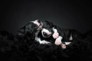Illustration de l'article : 18 clichés canins d'exception présentés lors d'un concours photo et célébrant la beauté du chien