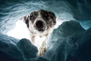 Illustration de l'article : 18 clichés canins d'exception présentés lors d'un concours photo et célébrant la beauté du chien