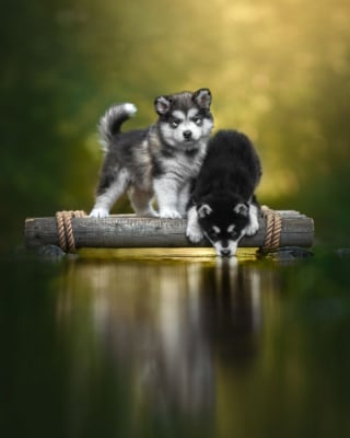 Illustration de l'article : 18 clichés canins d'exception présentés lors d'un concours photo et célébrant la beauté du chien
