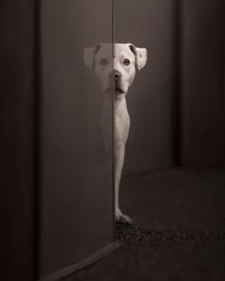 Illustration de l'article : 18 clichés canins d'exception présentés lors d'un concours photo et célébrant la beauté du chien