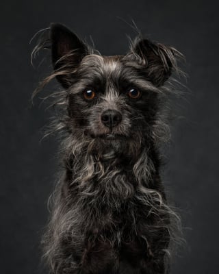 Illustration de l'article : 18 clichés canins d'exception présentés lors d'un concours photo et célébrant la beauté du chien