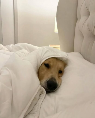 Illustration de l'article : 16 photos de chats et de chiens les plus attendrissantes du moment
