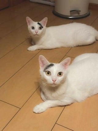 Illustration de l'article : 16 photos de chats et de chiens les plus attendrissantes du moment
