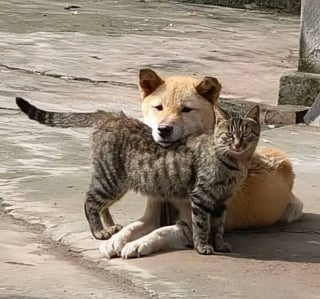 Illustration de l'article : 16 photos de chats et de chiens les plus attendrissantes du moment