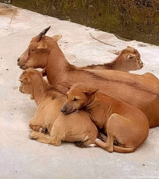 Illustration de l'article : 16 photos de chats et de chiens les plus attendrissantes du moment