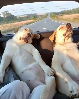 Illustration de l'article : 16 photos de chats et de chiens les plus attendrissantes du moment