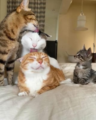 Illustration de l'article : 16 photos de chats et de chiens les plus attendrissantes du moment