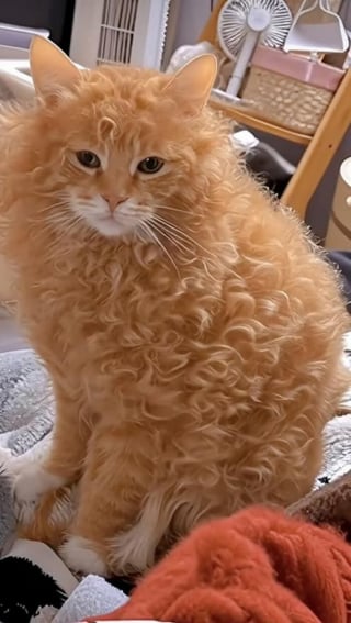 Illustration de l'article : 16 photos de chats et de chiens les plus attendrissantes du moment