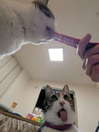 Illustration de l'article : 16 photos de chats et de chiens les plus attendrissantes du moment