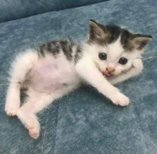 Illustration de l'article : 16 photos de chats pour adoucir votre journée