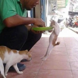 Illustration de l'article : 16 photos de chats pour adoucir votre journée