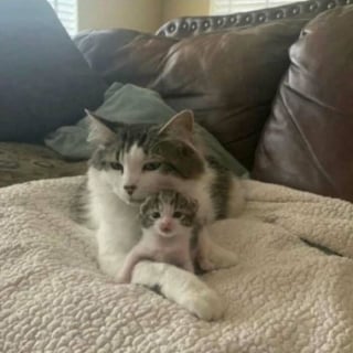 Illustration de l'article : 16 photos de chats pour adoucir votre journée