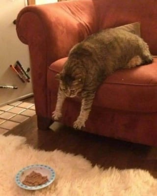 Illustration de l'article : 16 photos de chats pour adoucir votre journée