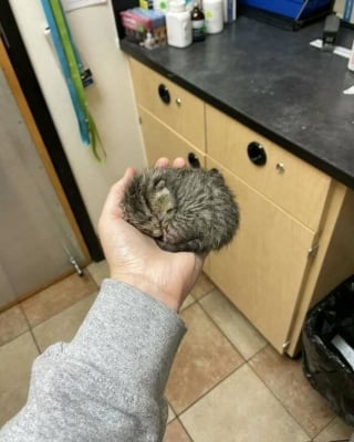 Illustration de l'article : 16 photos de chats pour adoucir votre journée