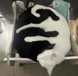 Illustration de l'article : 16 photos de chats pour adoucir votre journée