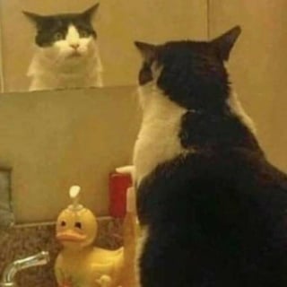 Illustration de l'article : 16 photos de chats pour adoucir votre journée