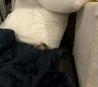 Illustration de l'article : 16 photos de chats pour adoucir votre journée