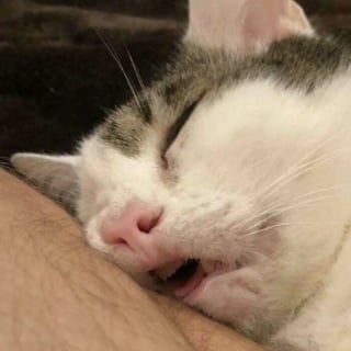 Illustration de l'article : 16 photos de chats pour adoucir votre journée