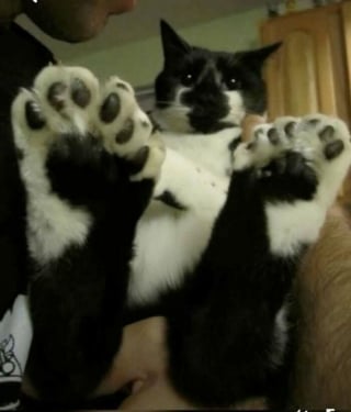 Illustration de l'article : 16 photos de chats pour adoucir votre journée