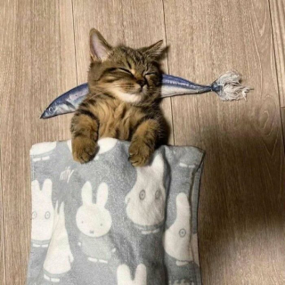 Illustration de l'article : 16 photos de chats pour adoucir votre journée