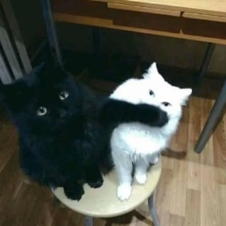 Illustration de l'article : 16 photos de chats pour adoucir votre journée