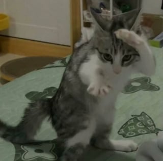 Illustration de l'article : 16 photos de chats pour adoucir votre journée