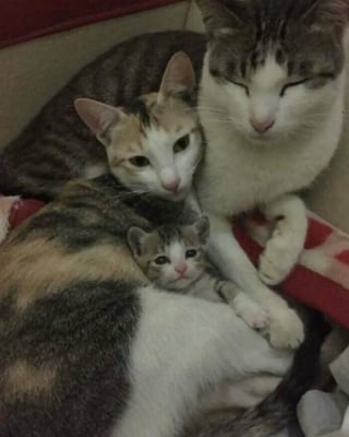Illustration de l'article : 16 photos de chats pour adoucir votre journée