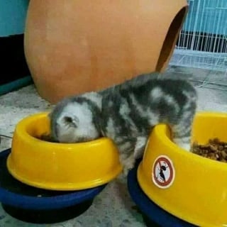 Illustration de l'article : 16 photos de chats pour adoucir votre journée