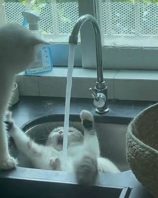 Illustration de l'article : 16 photos de chats pour adoucir votre journée