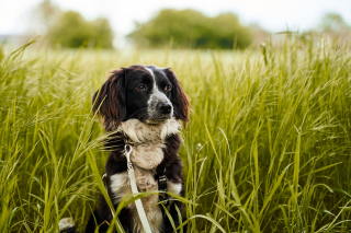 Illustration de l'article : 8 informations importantes à connaître sur les tiques pour bien protéger votre chien