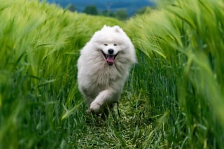 Illustration de l'article : 8 informations importantes à connaître sur les tiques pour bien protéger votre chien