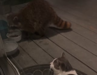 Illustration de l'article : Un chat censé garder les petits visiteurs indésirables à distance en décide autrement à la surprise de ses adoptants (vidéo)