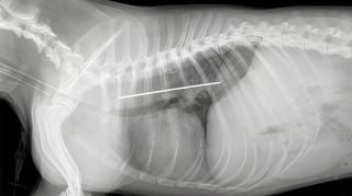 Illustration de l'article : Emmenée d’urgence chez le vétérinaire pour des difficultés respiratoires, cette chienne cache dans son corps un objet aussi long qu’un avant-bras