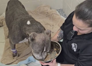 Illustration de l'article : Des propriétaires abandonnent leur chien de 14 ans puis signalent un abandon auprès du service de contrôle des animaux (vidéo)