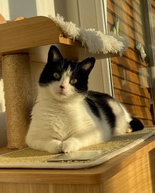 Illustration de l'article : Sous un banc dans un parc avec son chaton, elle attendait en silence que quelqu’un vienne les sauver