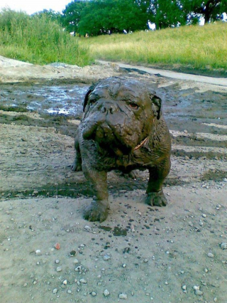 Illustration de l'article : 18 photos de chiens dont le terrain de jeu préféré est la boue
